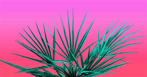 Pink Palm Life Miami Vaporwave Photograph By Jennifer Walsh Pixels