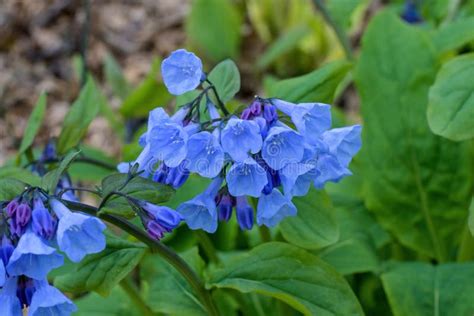 Virginia Bluebells On An Overcast Spring Day Stock Photo Image Of