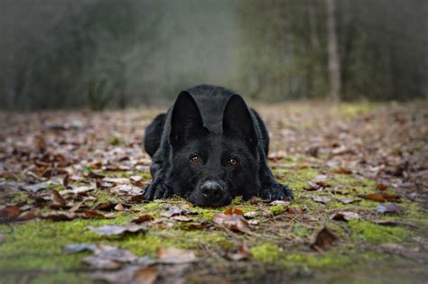 Black German Shepherd Dog Free Photo On Pixabay