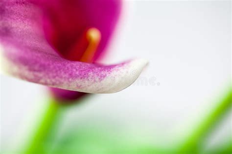 Abstract Macro Photography Of Calla Flower With Details Stock Image
