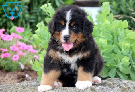 Josie Bernese Mountain Dog Puppy For Sale Keystone Puppies