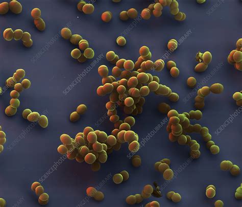 Enterococcus Faecalis Bacteria Sem Stock Image C0459665 Science