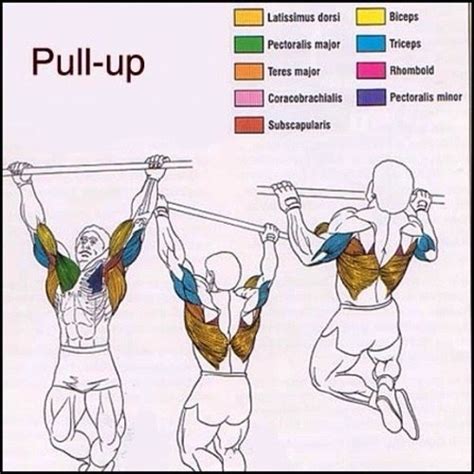 What Groups Of Muscles Does A Reverse Grip Pull Up Work