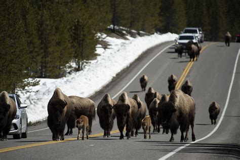 Video Shows Dozens Of Yellowstone Bison Stampeding Through Traffic In