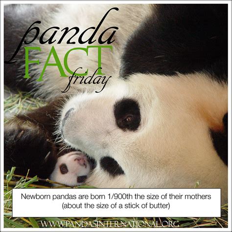 Panda Fact Friday How Big Is A Newborn Panda Pandas International