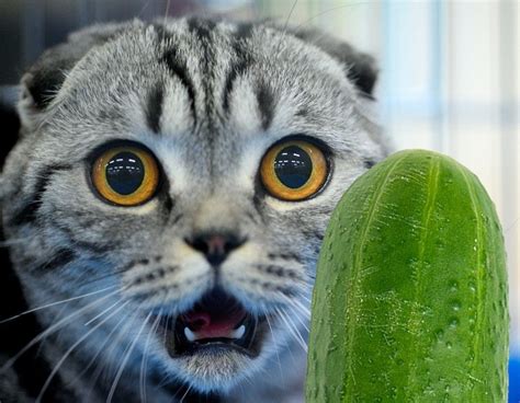 Why Are Cats Afraid Of Cucumbers By Thepawz Lab Medium