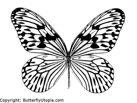 Butterflies are flying insects adorning the gardens. Butterfly Coloring Page - Dr. Odd