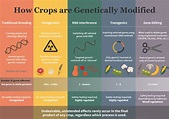 The Truth Behind How We Create GMOs | Daily Infographic