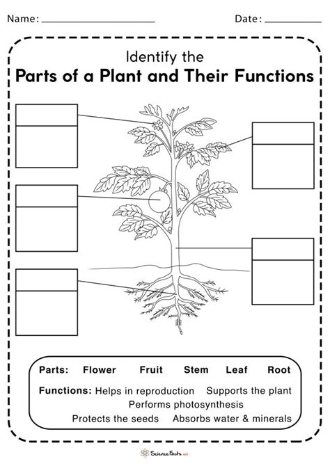 Parts Of A Plant Worksheets Free Printable Parts Of A Plant Plants