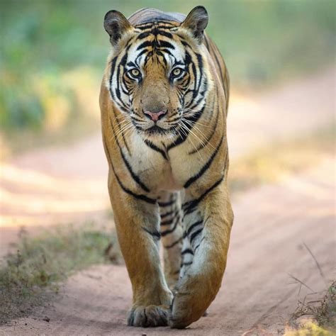The Rogue A Young Male Tiger Called Mahaman Walks On The Safari