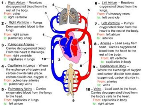 Deoxygenated blood is dark red or maroon in color. PPT - Right Ventricle - Pumps Deoxygenated blood to the ...