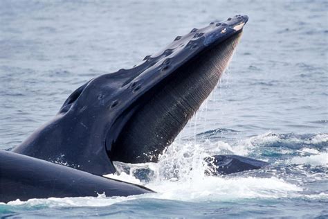 A Whales Tale The Secret Story Hidden In The Mouths Of Toothless Whales