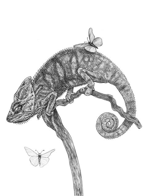 Chameleon Original Pencil Drawing Etsy Canada Chameleon Art