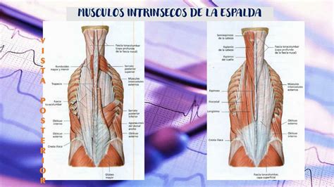 Músculos Intrínsecos De La Espalda Linda Millones Udocz