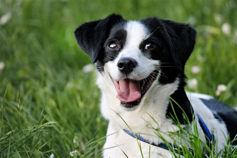 Free Images Black And White Cute Dog Grass Mix Breed Nature Pet