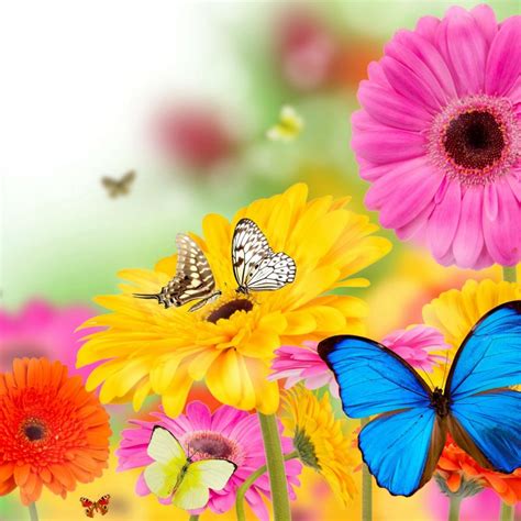 10 Top Butterfly With Flowers Wallpapers Full Hd 1920×1080