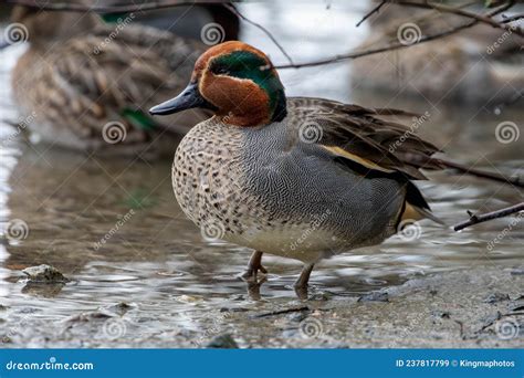 Eurasian Teal Common Teal Anas Crecca Or Green Winged Teal Close Up At