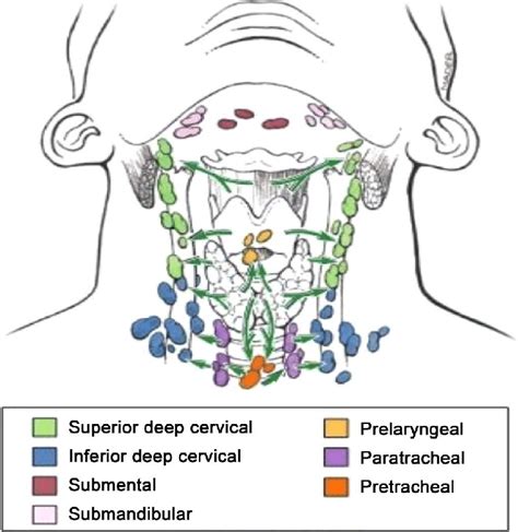 The Lymphatic Drainage Of The Thyroid Gland Is Extensive And Flows In A