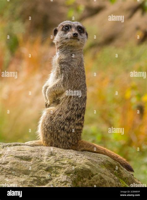 A Meerkat Sentry On The Lookout For For Any Approaching Predator Stock