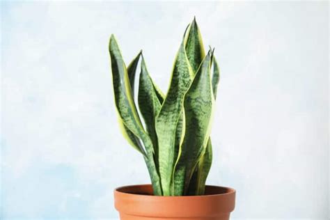 How Often To Water Snake Plants Watch Your Snake Plant Thrive