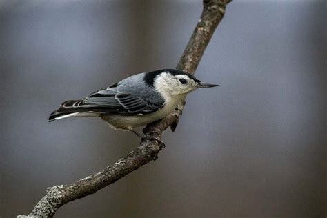 Most Common Backyard Birds In Indiana Explained Learn Bird Watching
