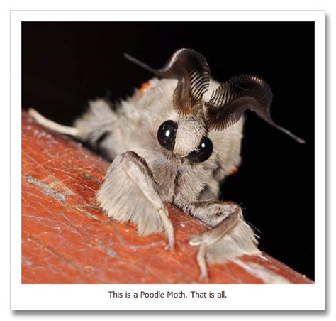 Bizarre Creatures: Venezuelan Poodle Moth | Weird looking animals, Bizarre animals, Rare animals