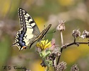 Farfalle diurne