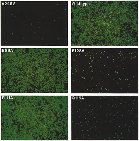 Cell Cell Adhesion Assay Determining Binding Of M H C Class I To Cd8ol