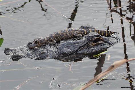 American Alligator From Okeechobee Florida United States On February