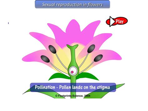 Ppt Flowering Plant Sex Powerpoint Presentation Free Download Id