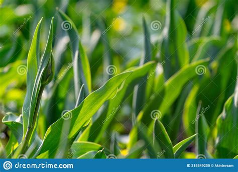 Tulip Leaves As A Background Stock Photo Image Of Flora Fresh 218849250