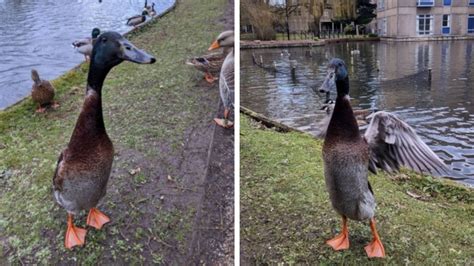 A Big Duck Named Long Boi Went Viral For All The Wrong Reasons Huffpost