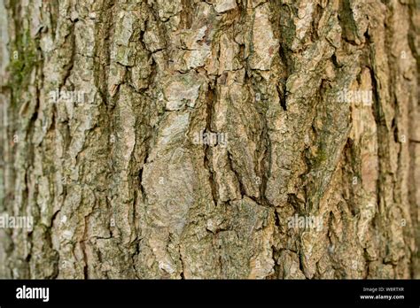 Aspen Tree Bark Ash Texture Background Close Up Brown Old Tree Bark