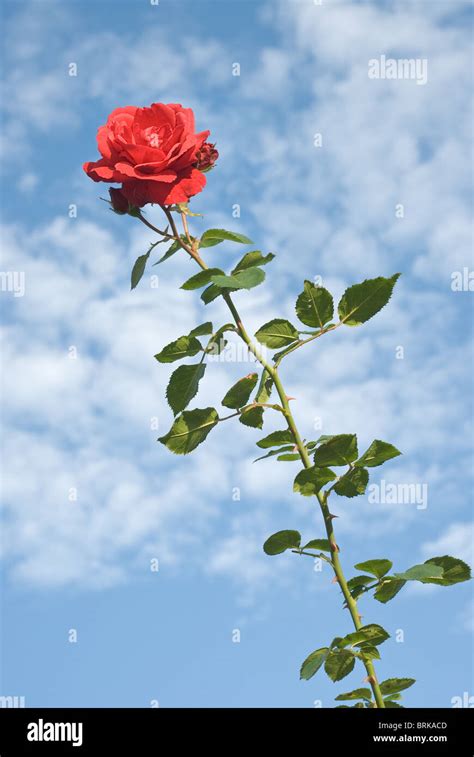 Single Red Rose Against A Daytime Sky Stock Photo Alamy