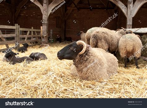 Breeding Norfolk Horn Sheep Ovis Canadensis Stock Photo Edit Now 72514579