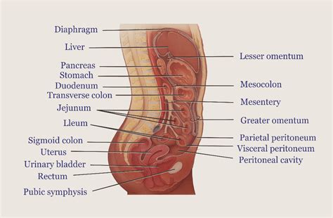 Anatomy Of The Peritoneum