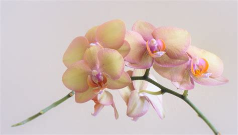 American Roots Photography Peach Of An Orchid