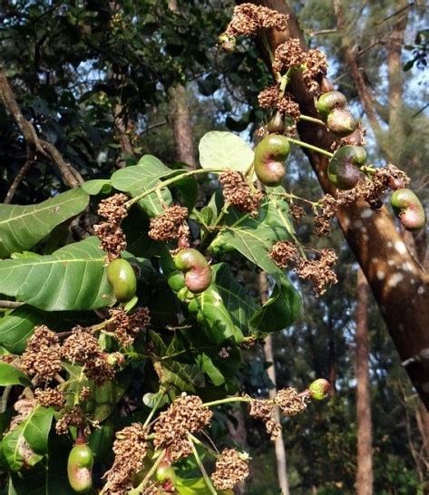 Maybe you would like to learn more about one of these? Cashew Nut Farming Project Report, Cost and Profit | Agri ...
