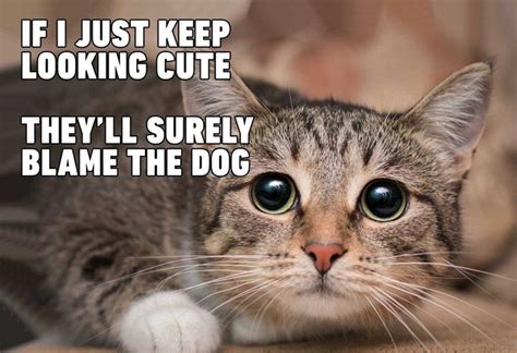Best Cat Memes Of 2020 Funny Cat Memes Best Cat Memes Cat Memes Clean