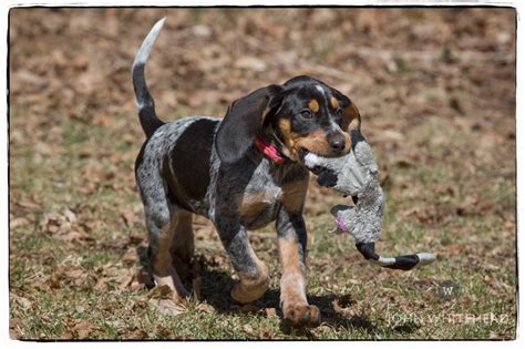 12 Coonhounds Too Floppy For Their Own Good