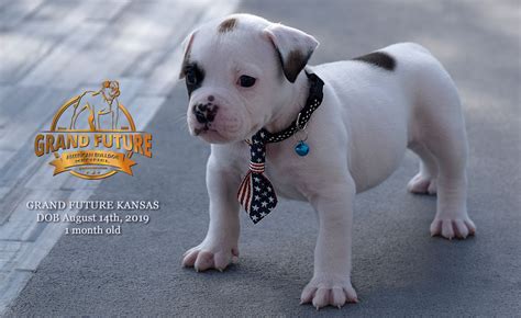 When selecting our breeds, we are careful to ensure quality matches from the most elite bloodlines. 7th Generation Grand Future American Bulldog Puppies For ...