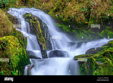 Sweet Creek Falls Trail Near Mapleton Oregon Stock Photo Alamy