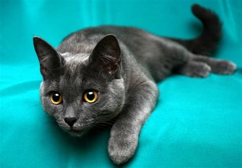 Cat Breeds With Slanted Eyes Kitty Devotees