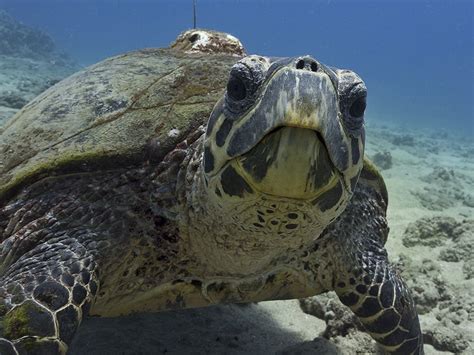 Hawksbill Sea Turtle Eretmochelys Imbricata Hawaii Maui Photo