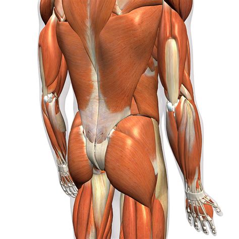 630 anatomical structures of the upper limb (pectoral girdle, shoulder, arm, elbow, forearm, wrist, hand and fingers) were labeled. Male Lower Back Muscles On White Photograph by Hank Grebe