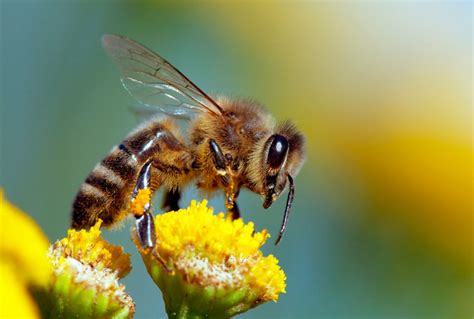 Beyond Honey Bees Wild Bees Are Also Key Pollinators And Some Species Are Disappearing
