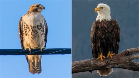 Difference Between A Hawk And An Eagle Differences Finder
