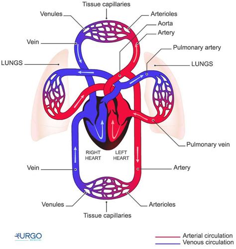 Overview Of The Cardiovascular System