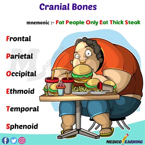 Human Skull Bones Cranial And Facial Bones Mnemonic A Vrogue Co