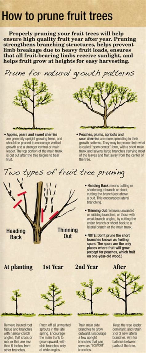 Best Time To Trim Fruit Trees When To Prune Fruit Trees Gardening